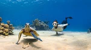 Snorkeler swimming with a sea turtle